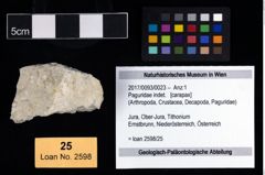 Foto (Objekt + Etikett) von Paguridae indet.  (NHMW-GEO-2017-0093-0023)